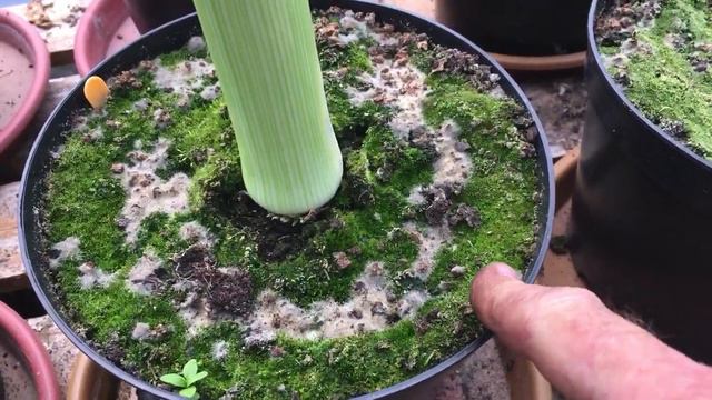Giant leeks and Tomato tidy up смотреть онлайн