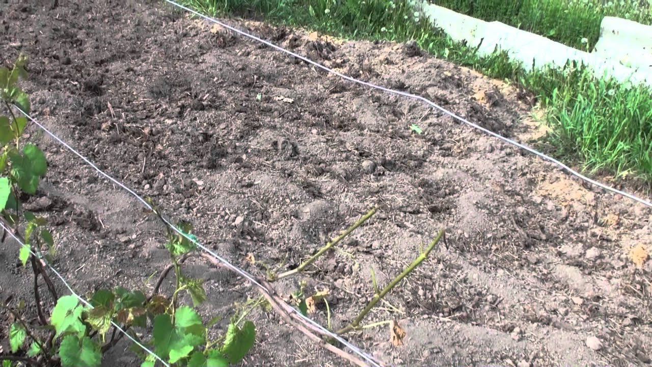 Последствия сильных заморозков на винограднике 05 06 2014 смотреть онлайн