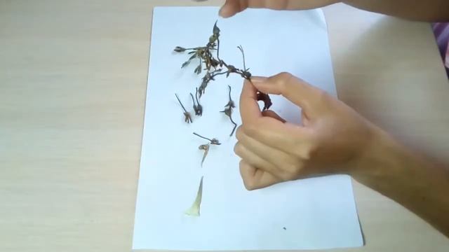 ПЕТУНИЯ как собрать семена смотреть онлайн