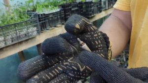 Устанавливаем автоматическую систему полива туман в теплице