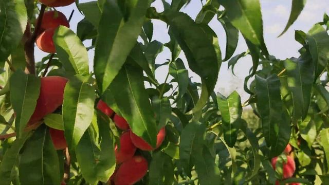 інжирний персик Плане Делішес (Plane Delicious) persikovod.com смотреть онлайн