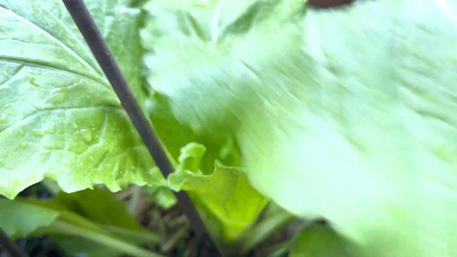 How to Replant leftover vegetables смотреть онлайн