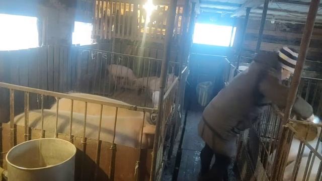 КОРМЛЮ СВИНЕЙ,УТРЕННЯЯ УПРАВА смотреть онлайн