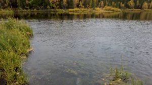 Рыбалка мечты. Кольский. Кумжа, Хариус