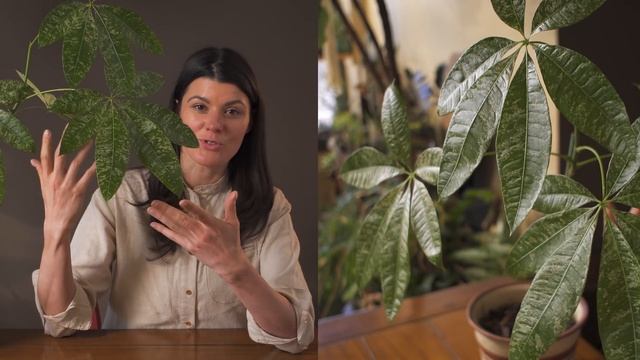 Pachira Aquatica 'Variegata' (Money Tree) Houseplant Care — 16 Of 365