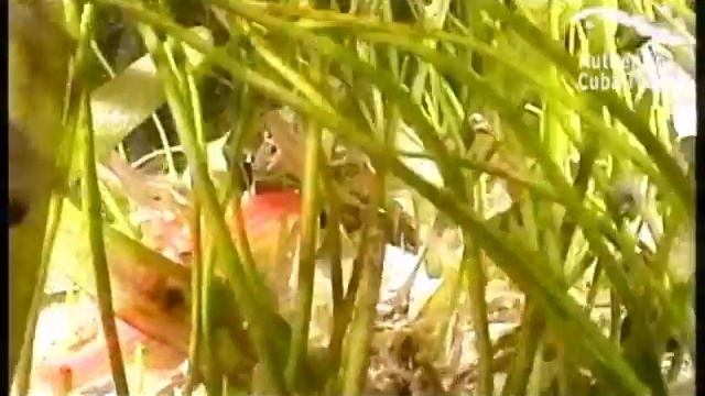 Maria La Gorda, Cuba смотреть онлайн