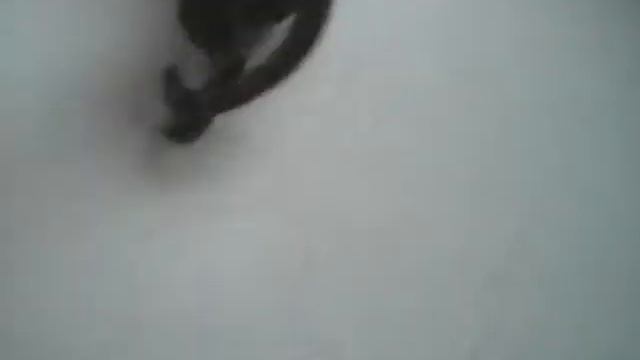 говорящий кот Султан не хочет ехать на дачу смотреть онлайн
