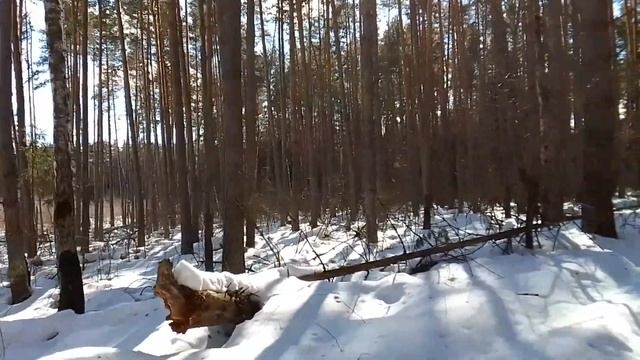 Лес Весна Март смотреть онлайн