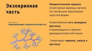 Поджелудочная железа: строение и функции.