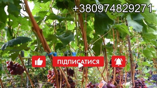 СЮЗАННА ( Калугіна В. М ) смотреть онлайн