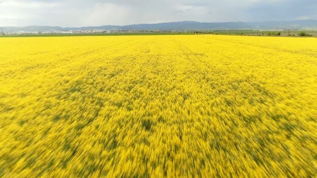 Outlands-spring Is Everywhere