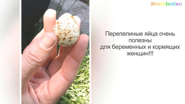Польза перепелиных яиц. Как употреблять перепелиные яйца.
