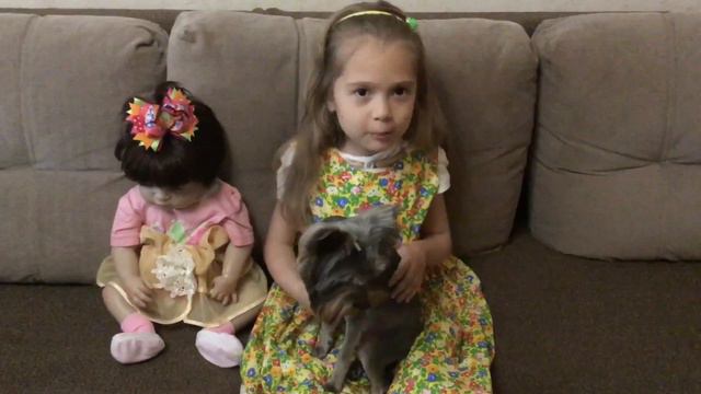 Везём моего щенка на стрижку смотреть онлайн