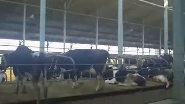 Трио, молочная ферма1 смотреть онлайн