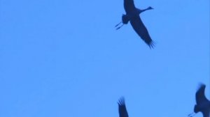 "Я осень не люблю"- Фёдор Добронравов