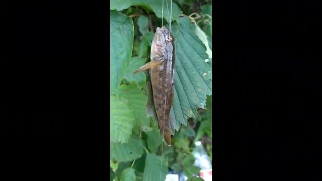 Мощная рыбалка на реке Чусовой!!!