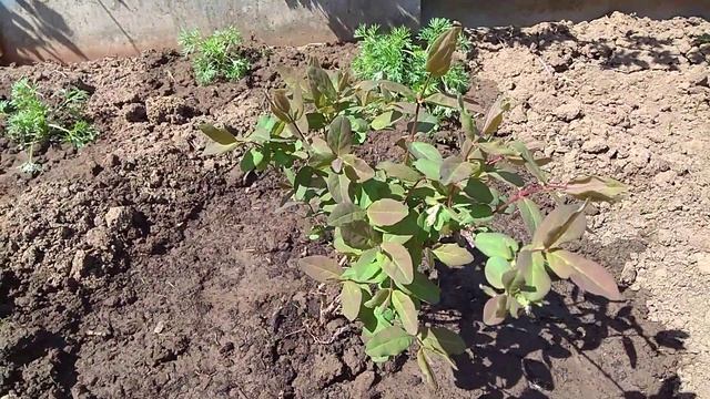 Жимолость, второй год после посадки смотреть онлайн