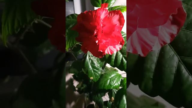 Мой ночной цветун🤗 09.12.19г смотреть онлайн