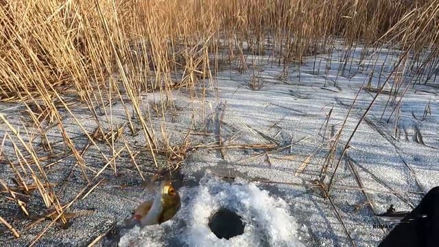 БЕЗМОТЫЛКА . Самые Универсальные Мормышки . Как правильно подобрать кивок ? смотреть онлайн