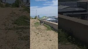 В Волгограде на Реке Волге