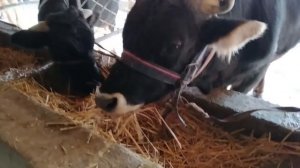 UZB da MOL BOQISH SIRLARI | УЗБ да арзон МОЛ БОКИШ СИРЛАРИ