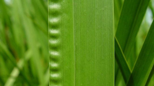 Аир обыкновенный, или ирный корень (Acorus calamus) смотреть онлайн