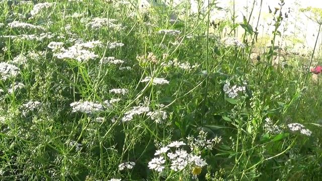 Урожай кориандра (кинза) пряность в кулинарии смотреть онлайн