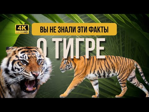 После этого видео ваше мнения о ТИГРАХ изменится на 180градусов