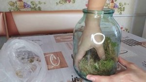 Как сохранить мох сфагнум что бы остались зелеными макушички.