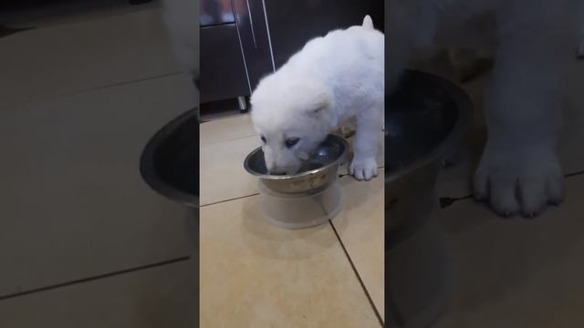 Кормление Алабая в с месяца до двух смотреть онлайн