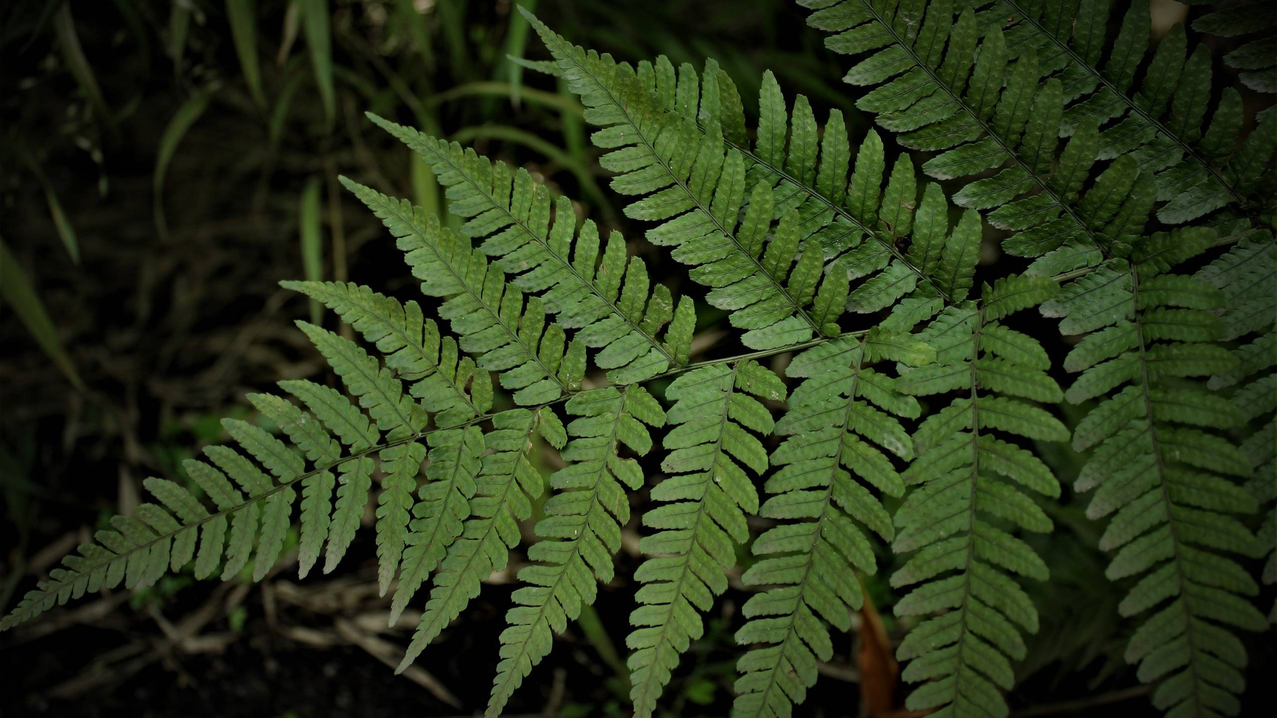 Дача за 150.000р -3 серия
Вывоз мусора и замена фундамента