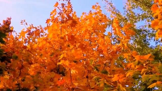 #Michel Pépé#Красивая музыка для души#Осенняя грусть# Мелодия "Осень" смотреть онлайн