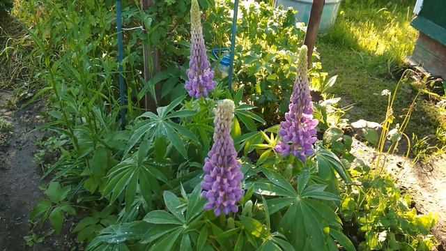 Калина Бульдонеж разбитое сердце и другие смотреть онлайн