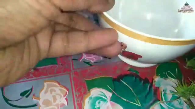 Saving gazania seeds смотреть онлайн