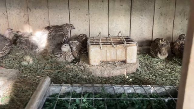 Яйценоскость перепелов при разных типах кормления. Часть 4 смотреть онлайн