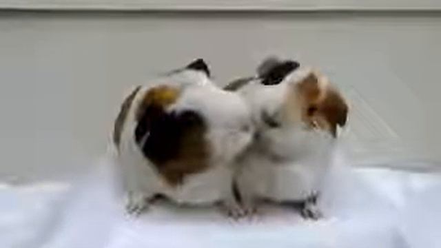 Поцелуй после еды смотреть онлайн