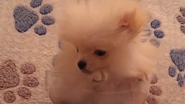 Цыпе 3 месяца. Взвешиваем .Сколько?POMERANIAN THE CUTEST DOGS. смотреть онлайн