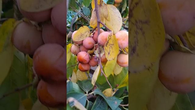 Хурма Сосновская радует созревшими плодами, погода благопрятствует! г. Николаев. смотреть онлайн