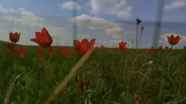 КРАСОТЫ  ДОНСКОГО КРАЯ.  МАЙ.