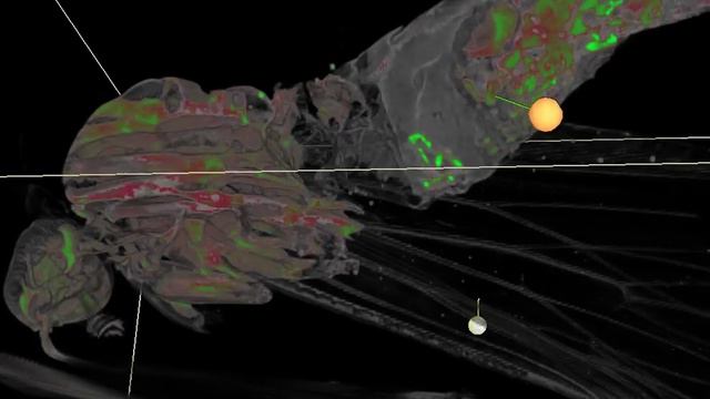 Moth studied with help of X-ray tomography software смотреть онлайн