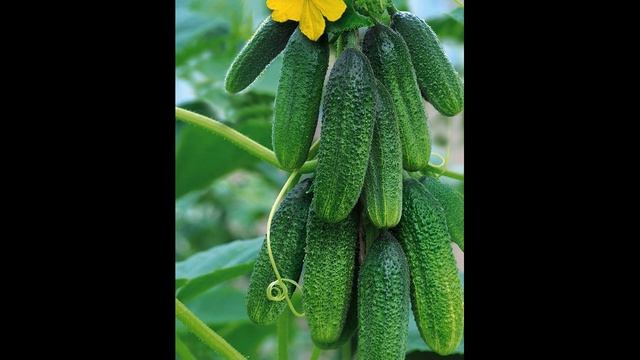 Неприхотливый и урожайный ОГУРЕЦ КЛАВДИЯ F1 или КЛОДИН F1.Сажаю каждый год.