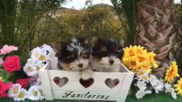 Luna y kiwi смотреть онлайн