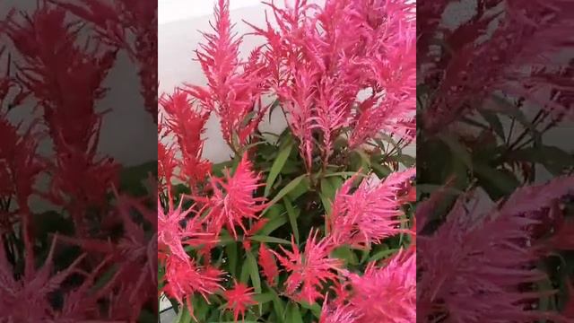 CRESTED COCK'SCOMB | CELOSIA CRISTATA | INTERESTING FACTS смотреть онлайн