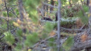 Охота на Алтае. Часть 2. Марал.