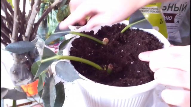 Как просто размножить Диффенбахию, Фикус, Аглонему, и Инжир черенками. смотреть онлайн