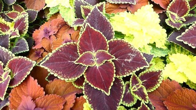 Декоративная крапива.Колеус.  (лат. Coleus)