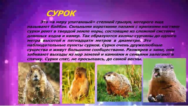 Проект по окружающему миру КРАСНАЯ КНИГА смотреть онлайн