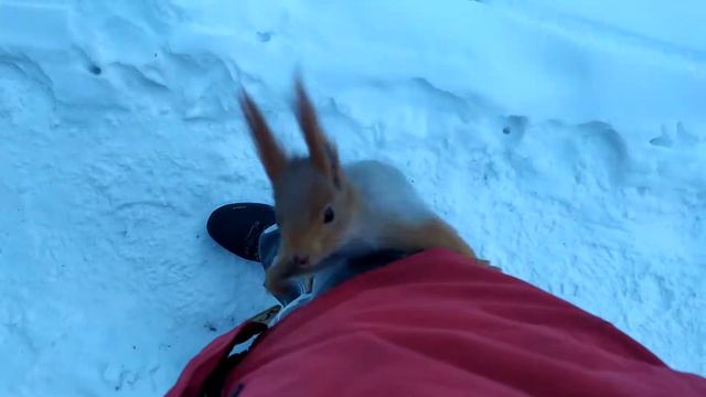 Белка попрошайка. смотреть онлайн