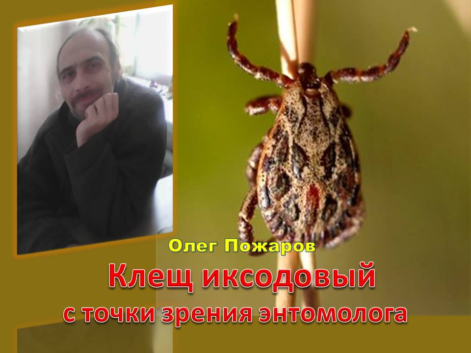 Олег Пожаров. Клещ иксодовый с точки зрения энтомолога.