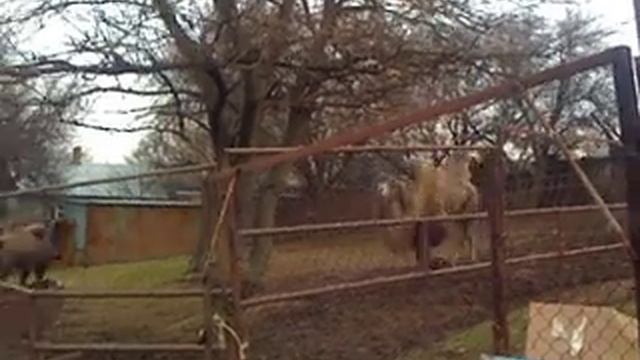 Верблюды. Ростовский зоопарк